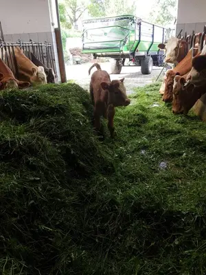 Tiere in diesem Bauernhof oder in der Nähe