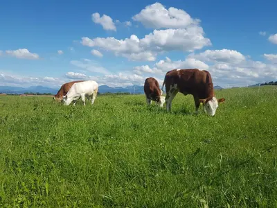 Tiere in diesem Bauernhof oder in der Nähe