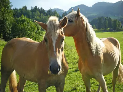 Tiere in der Ferienwohnung oder in der Nähe