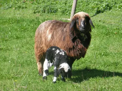 Tiere im Bed & Breakfast oder in der Nähe