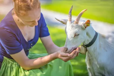 Tiere in diesem Bauernhof oder in der Nähe