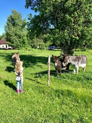 Tiere in der Ferienwohnung oder in der Nähe