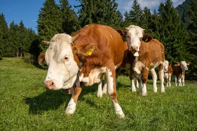 Tiere in der Ferienwohnung oder in der Nähe