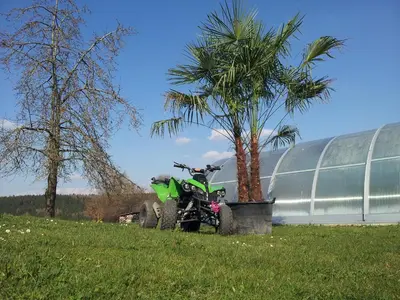 Ein Garten an der Unterkunft Ferienhaus Regina