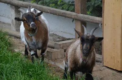 Tiere in diesem Bauernhof oder in der Nähe