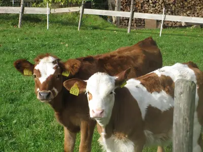 Tiere im Privatzimmer oder in der Nähe