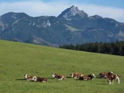 Tiere in der Ferienwohnung oder in der Nähe
