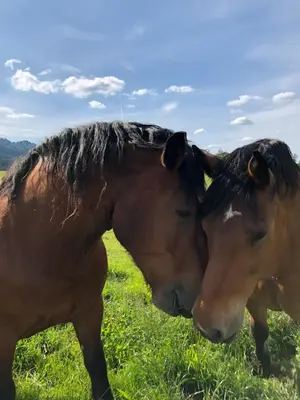 Tiere in der Ferienwohnung oder in der Nähe
