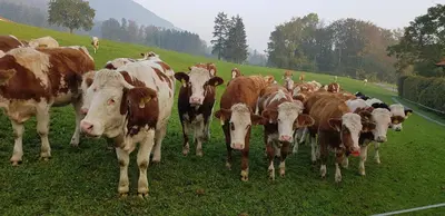 Tiere in der Ferienwohnung oder in der Nähe