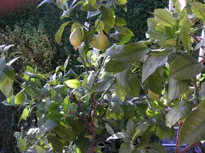 Ein Garten an der Unterkunft My sweet home Aptm 80 qm