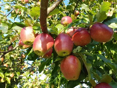 Grundriss der Unterkunft Appartements Apfelblüte