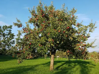 Ein Garten an der Unterkunft Appartements Apfelblüte