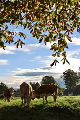 Tiere in der Ferienwohnung oder in der Nähe