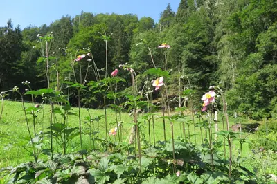 Naturlandschaft in der Nähe der Ferienwohnung