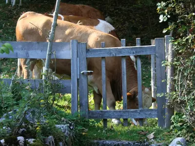 Tiere in der Ferienwohnung oder in der Nähe