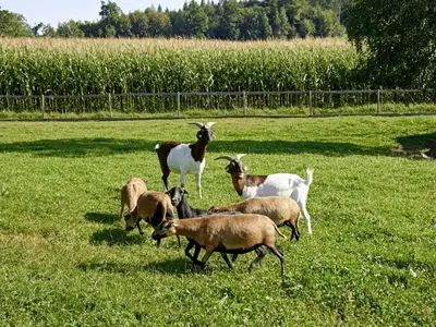 Tiere in der Pension oder in der Nähe