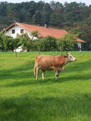 Tiere in der Ferienwohnung oder in der Nähe