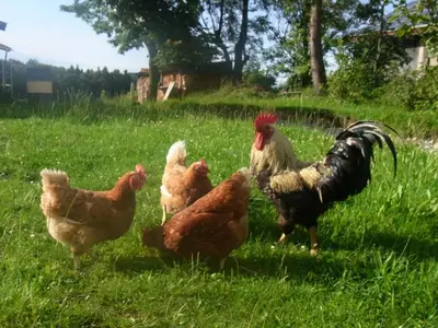 Tiere in diesem Bauernhof oder in der Nähe