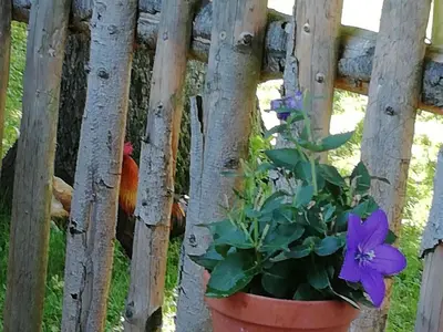 Ein Garten an der Unterkunft Ferienwohnung Lechraum in Waal