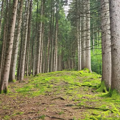 Naturlandschaft in der Nähe der Ferienwohnung