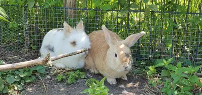 Tiere in diesem Bauernhof oder in der Nähe