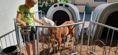Tiere in diesem Bauernhof oder in der Nähe