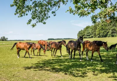 Tiere in der Ferienwohnung oder in der Nähe