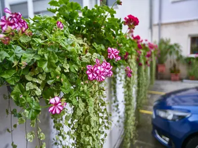 Ein Garten an der Unterkunft Hotel Alfa Zentrum