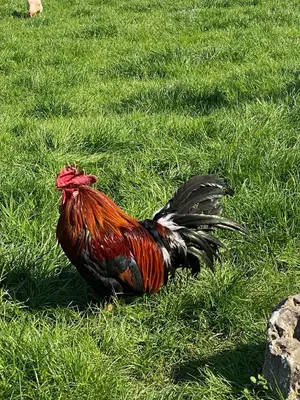 Tiere in diesem Bauernhof oder in der Nähe