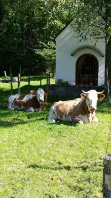 Tiere im Aparthotel oder in der Nähe