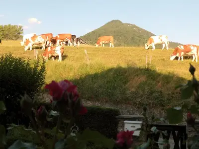 Tiere in der Ferienwohnung oder in der Nähe