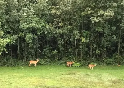 Tiere in der Ferienwohnung oder in der Nähe