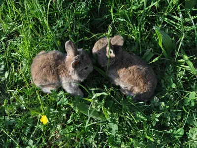 Tiere in der Ferienwohnung oder in der Nähe
