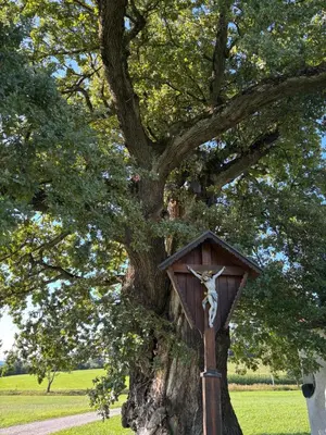 Ein Garten an der Unterkunft Gästehaus Schneider