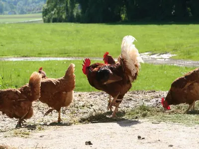 Tiere in diesem Bauernhof oder in der Nähe