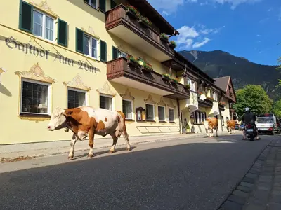 Tiere in der Pension oder in der Nähe
