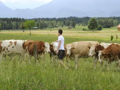 Tiere in der Ferienwohnung oder in der Nähe