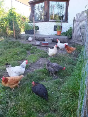 Tiere in der Ferienwohnung oder in der Nähe