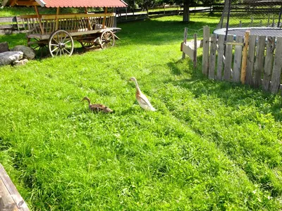 Ein Garten an der Unterkunft Ferienwohnung Mohnblume