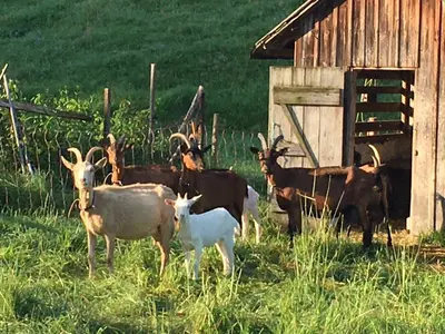 Tiere im Ferienhaus oder in der Nähe