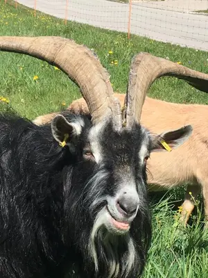 Tiere im Ferienhaus oder in der Nähe