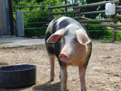 Tiere in der Ferienwohnung oder in der Nähe