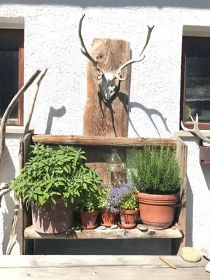 Tiere in der Ferienwohnung oder in der Nähe