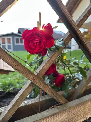 Ein Garten an der Unterkunft Fewo Susi Allgäu