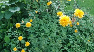 Ein Garten an der Unterkunft Hafnerhof