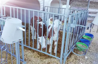 Tiere in diesem Bauernhof oder in der Nähe