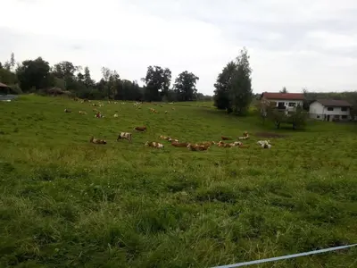 Tiere in diesem Bauernhof oder in der Nähe