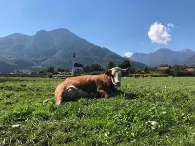 Tiere in der Ferienwohnung oder in der Nähe