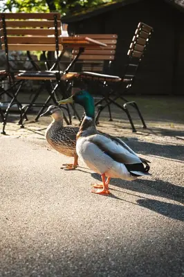 Tiere im Hotel oder in der Nähe