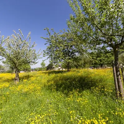 Ein Garten an der Unterkunft Landgasthof Aumanwirt